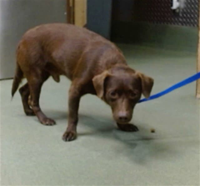 Fudge Pop - Dachshund
