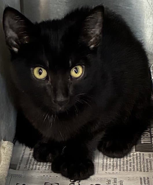 Coal Train - Domestic Short Hair
