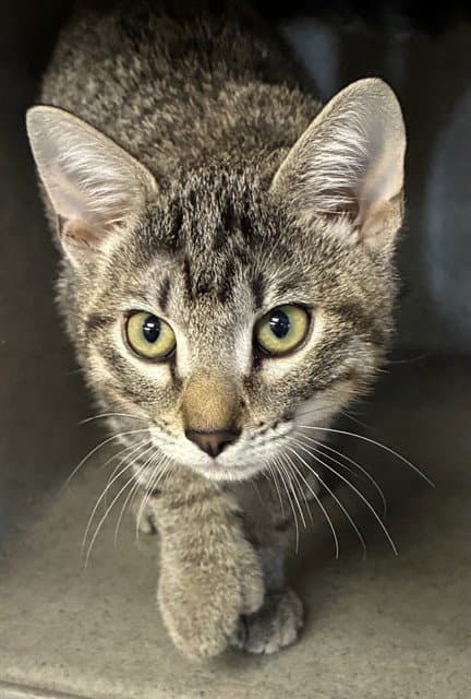 Winger - Domestic Short Hair