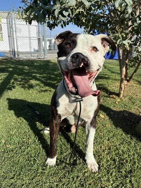 Med Waiver Joaquin - Pit Bull Terrier