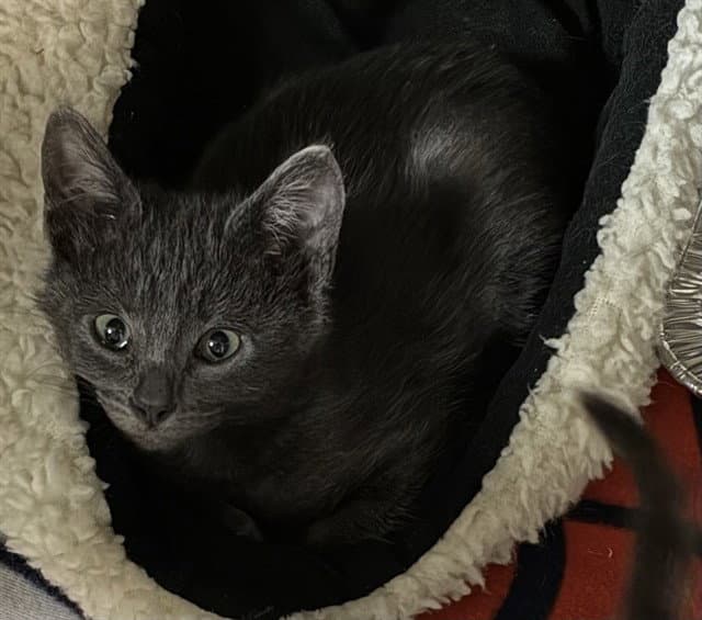Itty Bitty - Domestic Short Hair
