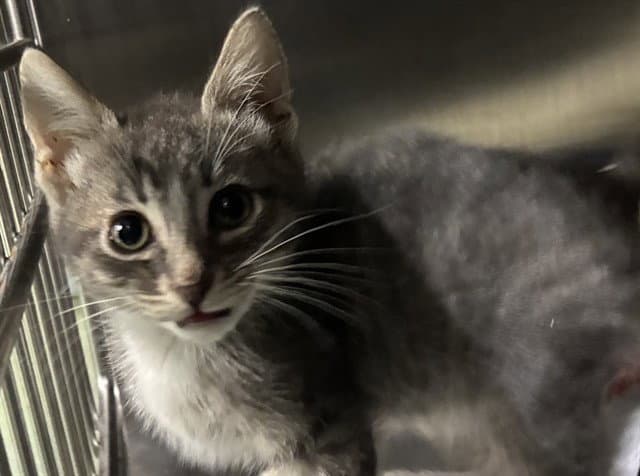 Little Bear - Domestic Short Hair