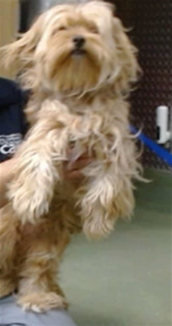 Squirmy - Maltese