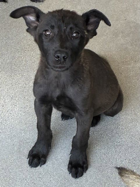 Nibbles - Labrador Retriever