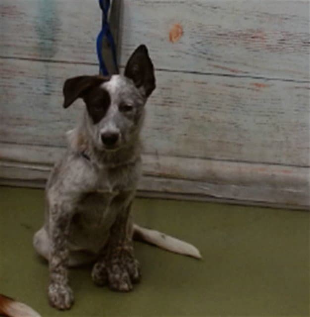 Honey - Australian Cattle Dog/Blue Heeler