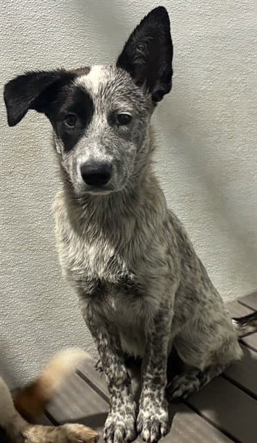 Honey - Australian Cattle Dog/Blue Heeler