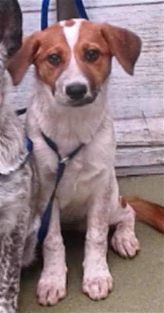 Clover - Australian Cattle Dog/Blue Heeler