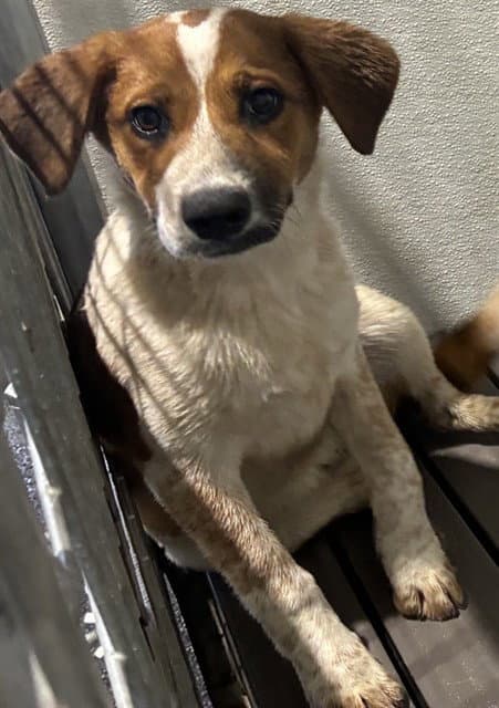 Clover - Australian Cattle Dog/Blue Heeler