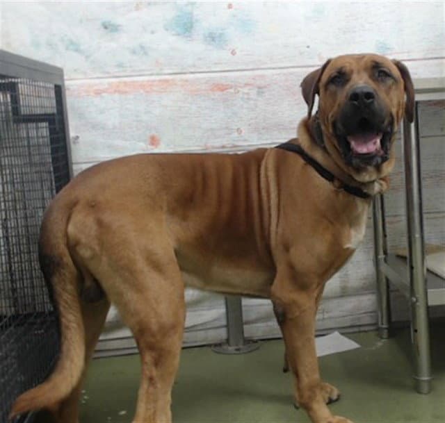 Hank - Mastiff
