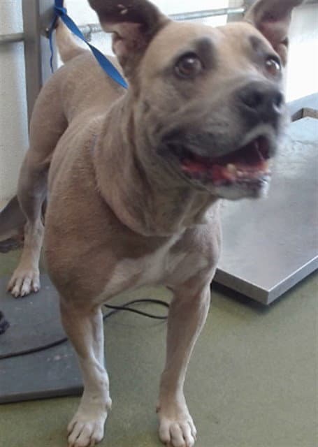 Med Waiver Cashew - Pit Bull Terrier