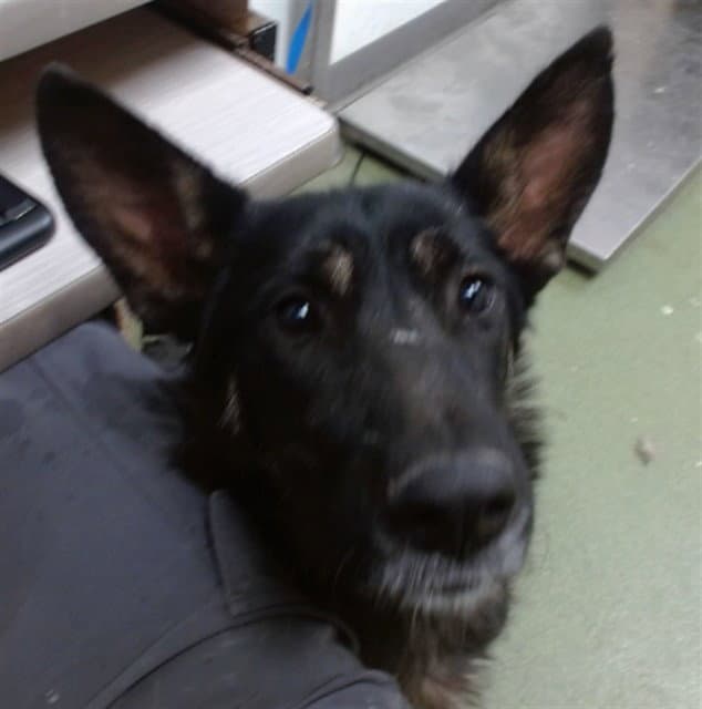 Pancake - German Shepherd Dog
