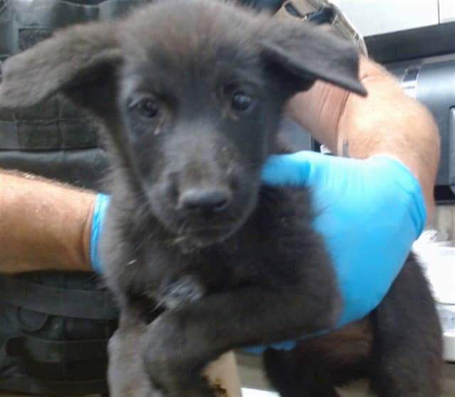 Syrup - German Shepherd Dog