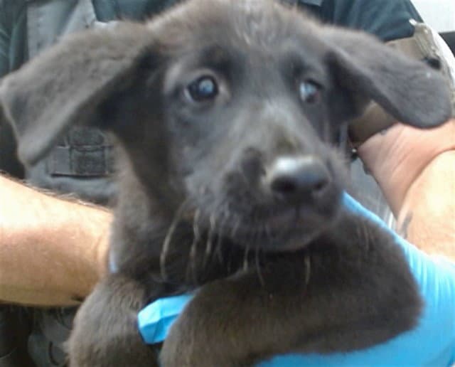 Jam - German Shepherd Dog