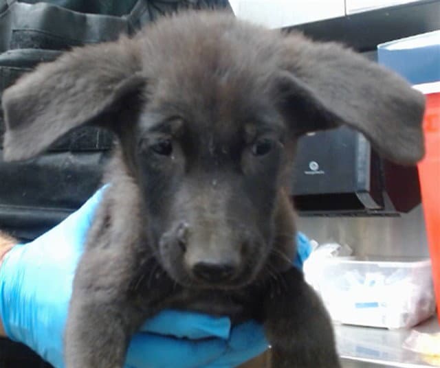 Oatmeal - German Shepherd Dog