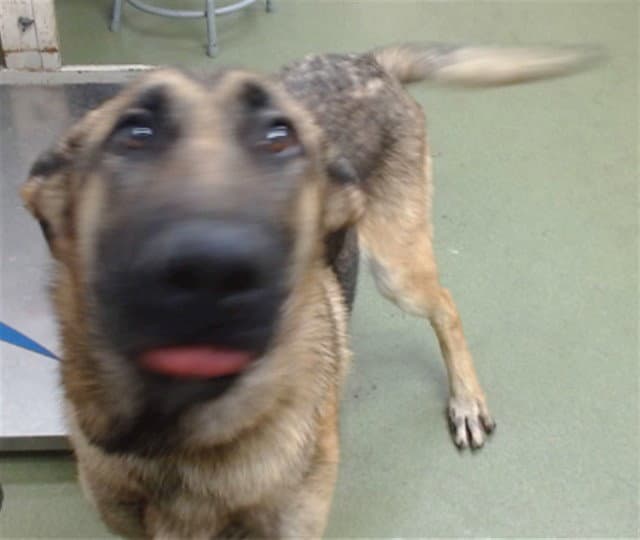 Ted - German Shepherd Dog