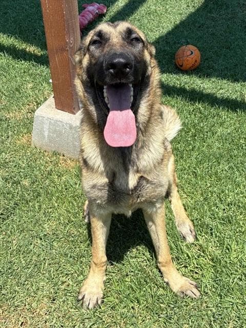 Ted - German Shepherd Dog