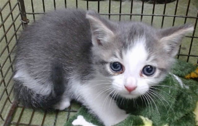 Arrowbear - Domestic Short Hair