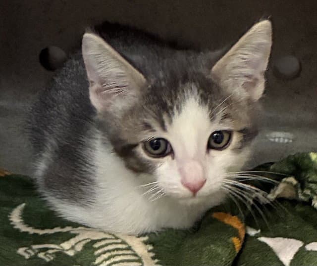 Arrowbear - Domestic Short Hair