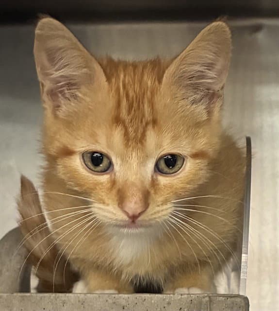 Hunk - Domestic Short Hair