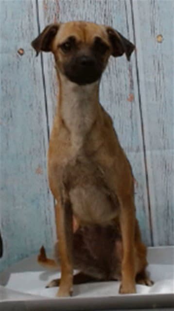 Lolita - Chihuahua