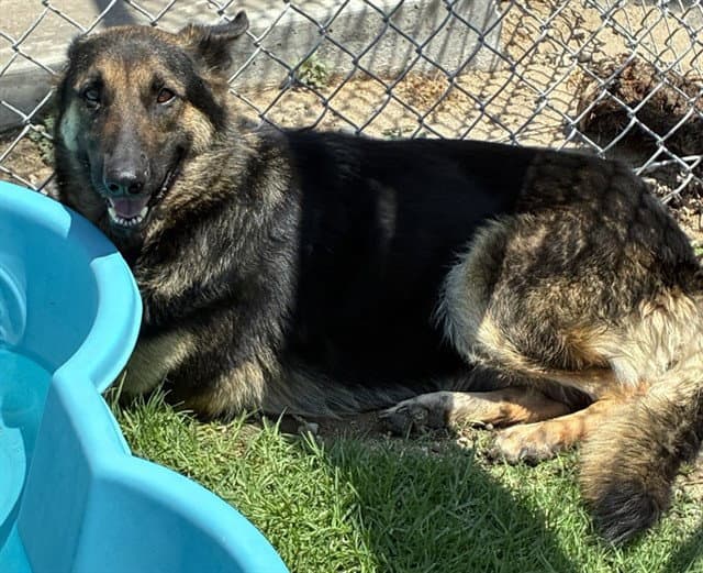 Jayla - German Shepherd Dog