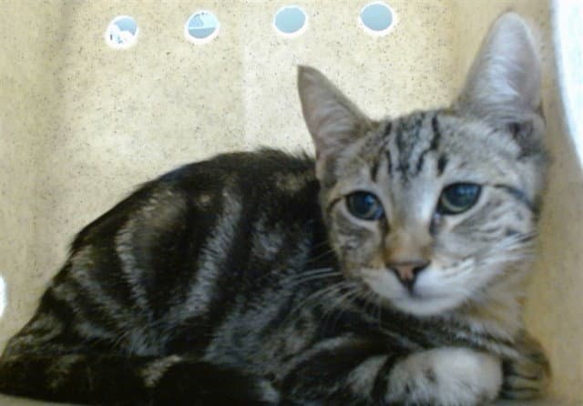 Sandra - Domestic Short Hair