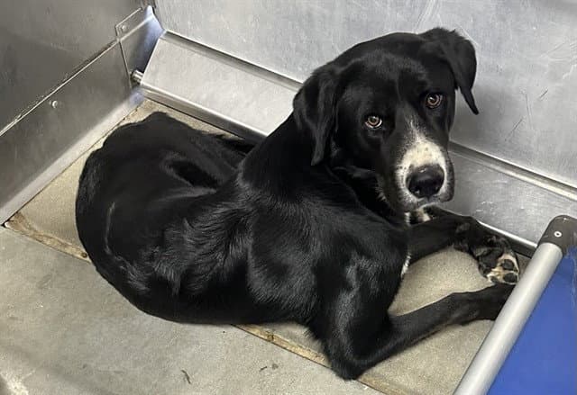 Vint - Labrador Retriever