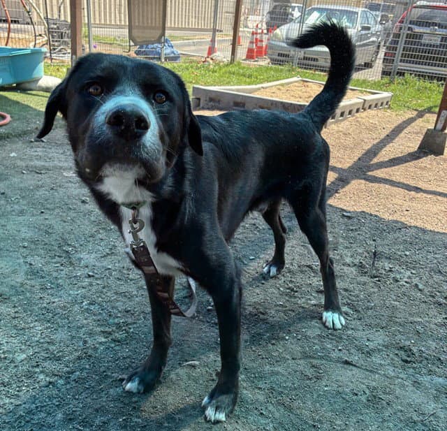 Vint - Labrador Retriever