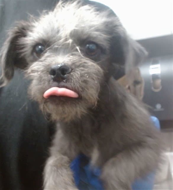 Fifi - Chihuahua
