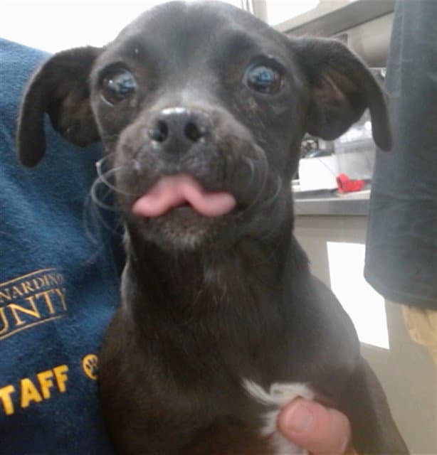 Macie - Chihuahua