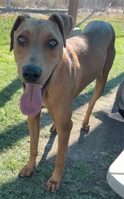 Nat - Vizsla