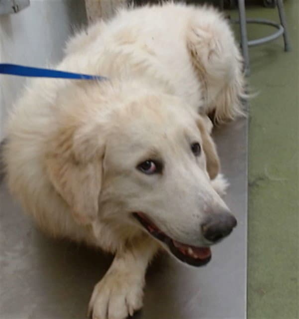 Crane - Great Pyrenees