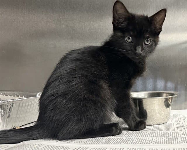 Celyn - Domestic Short Hair