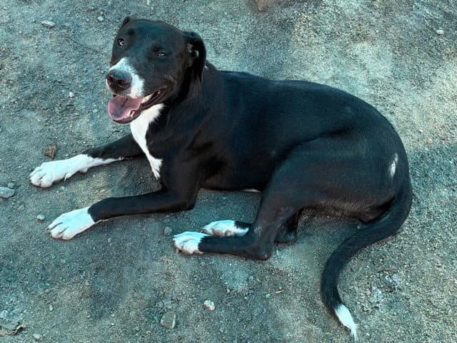 Lilly - Pit Bull Terrier