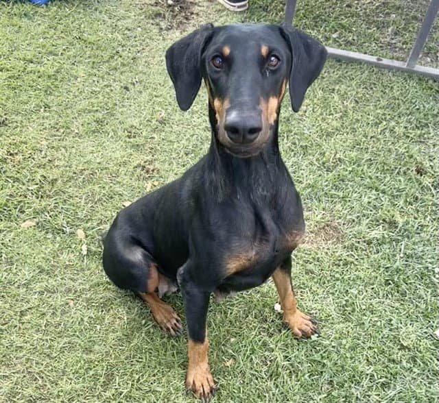 Sarah - Doberman Pinscher