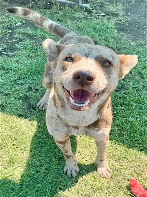 Domino - Catahoula Leopard Dog