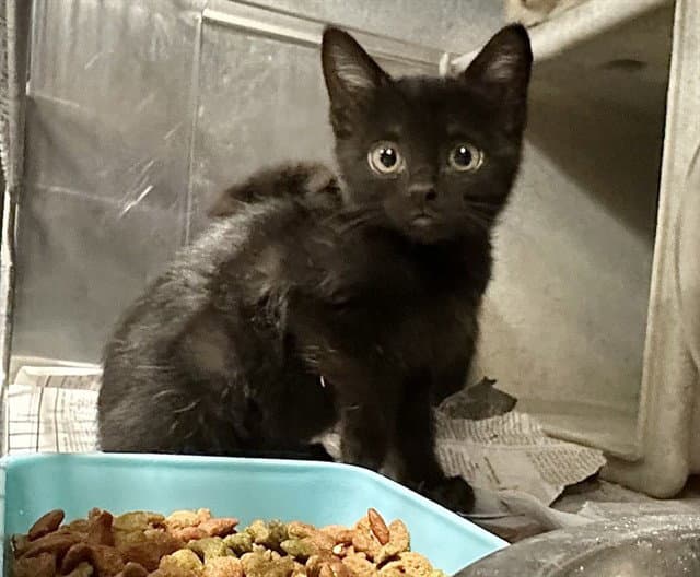 Med Adopt Venice - Domestic Short Hair