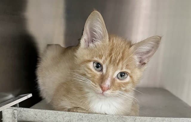 Del Mar - Domestic Short Hair