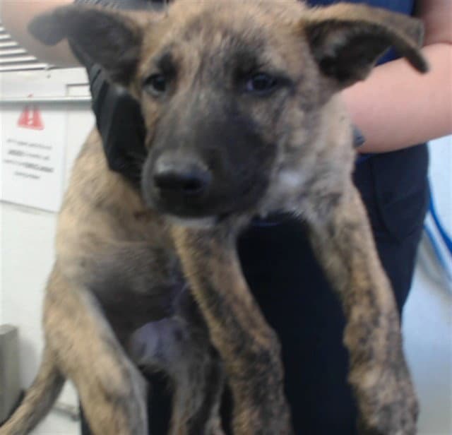 Angel - German Shepherd Dog