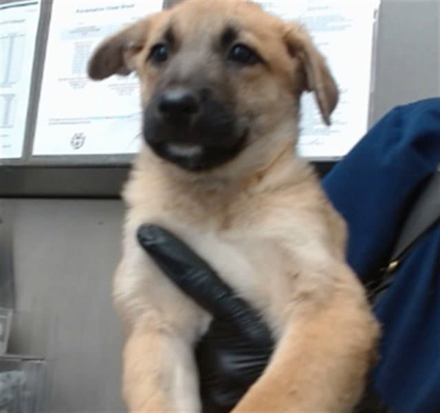 Carl - German Shepherd Dog