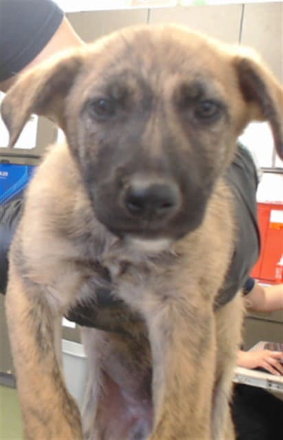 Tony - German Shepherd Dog