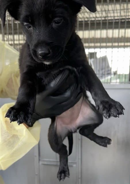 Med Waiver Anna Marie - Pit Bull Terrier