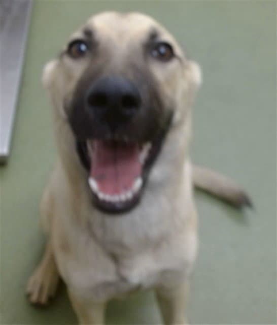 Kye - German Shepherd Dog