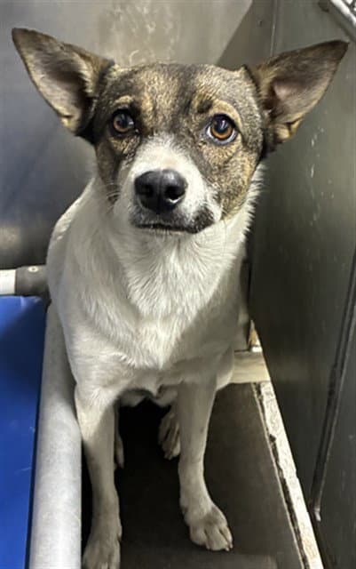 Francesca - Chihuahua
