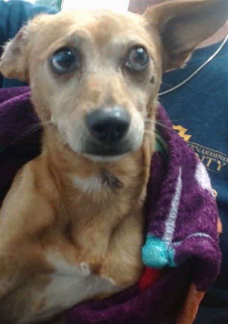 Taco - Chihuahua