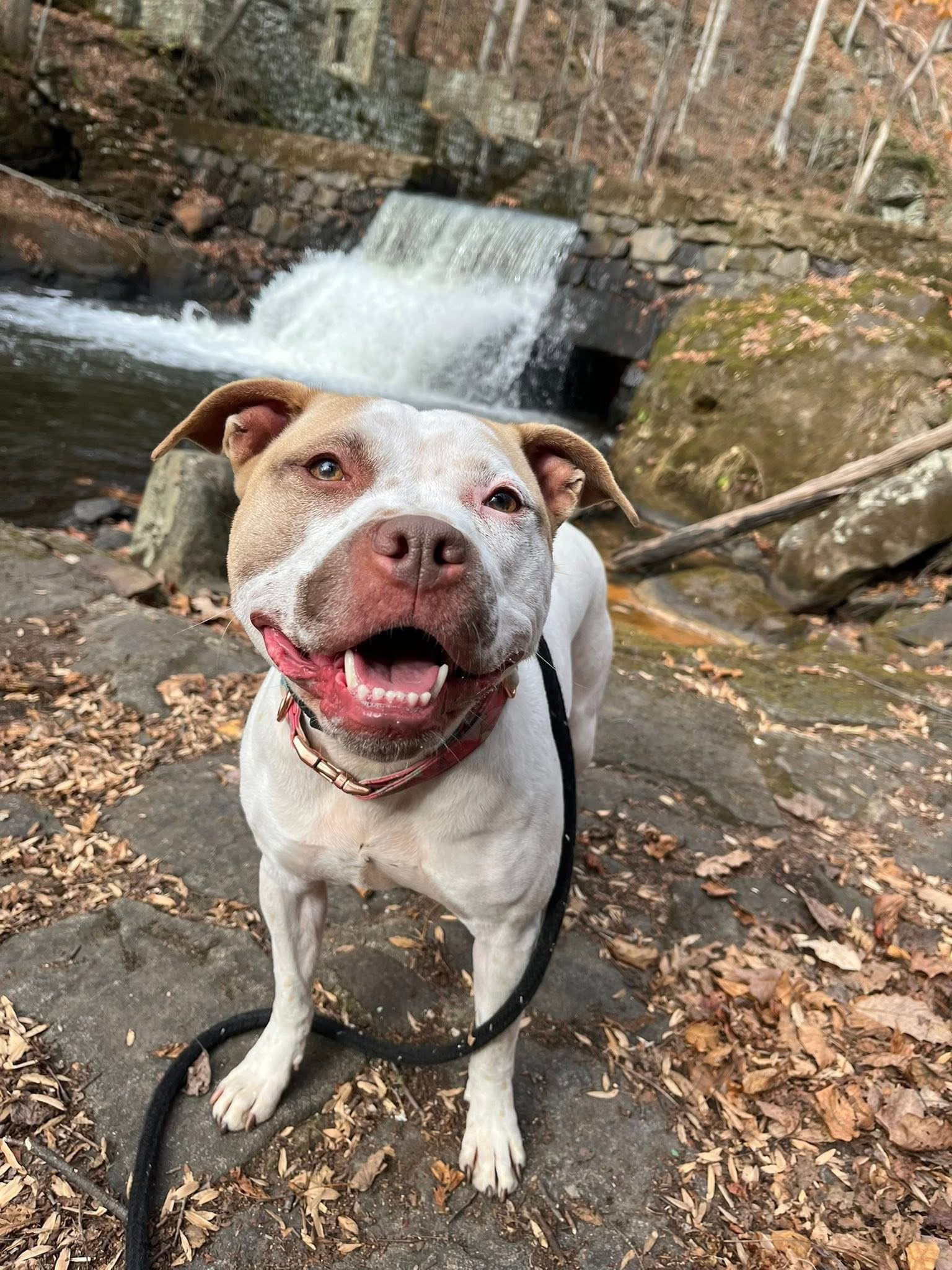 Sandy Nj - American Staffordshire Terrier