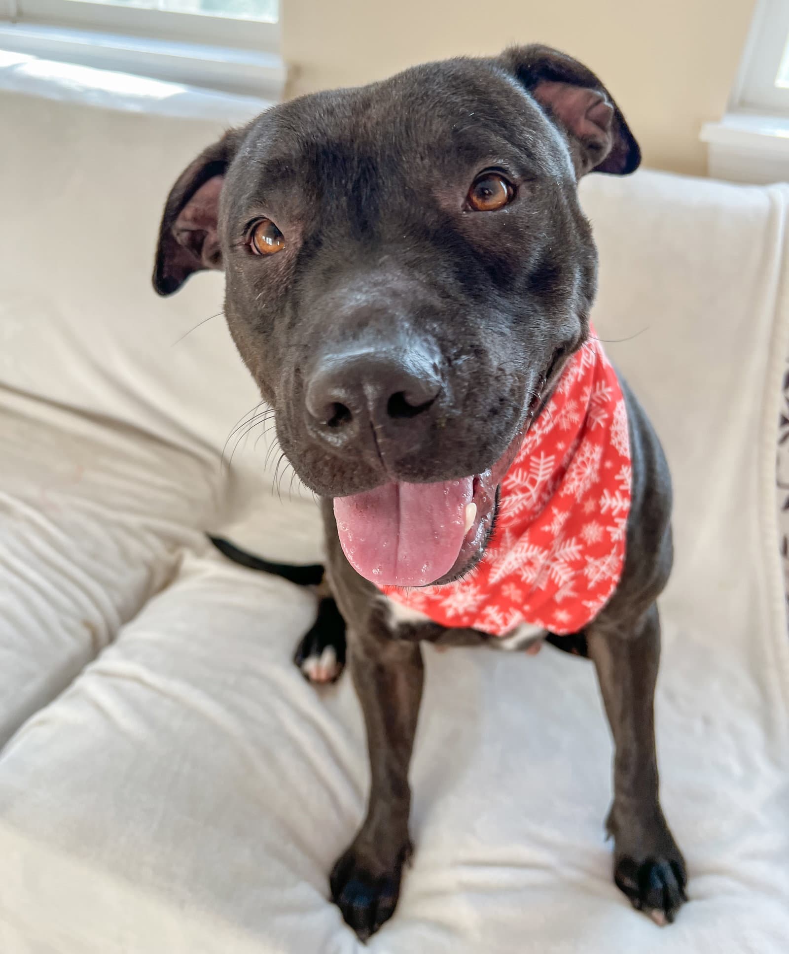 Paris Bagel Momma - American Pit Bull Terrier