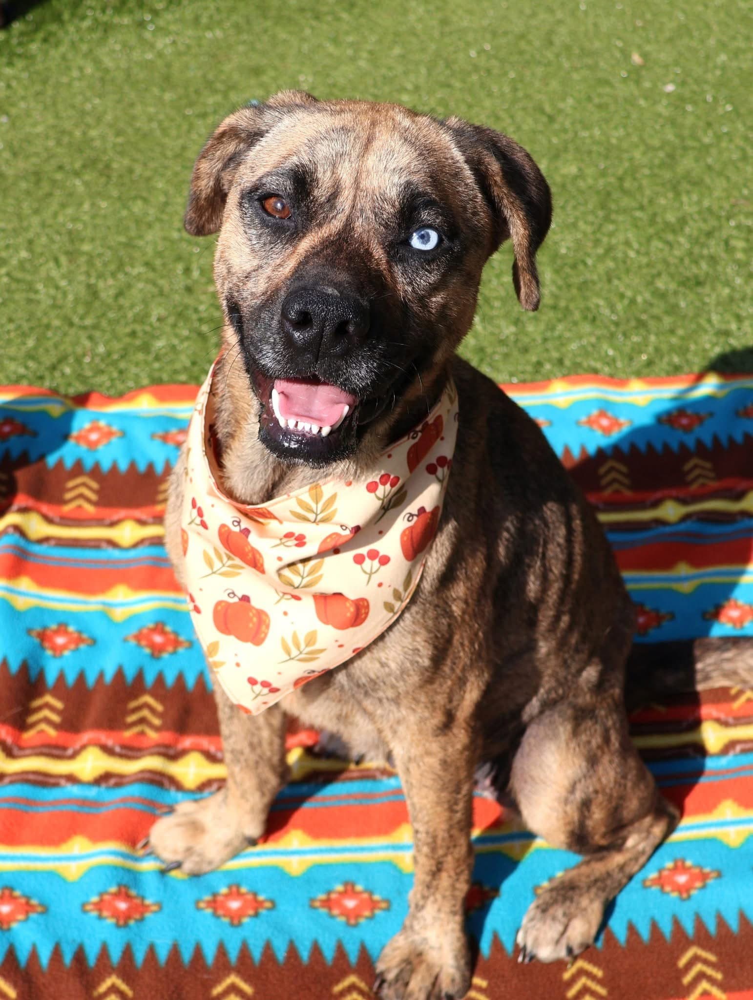 Honey Athens - Plott Hound