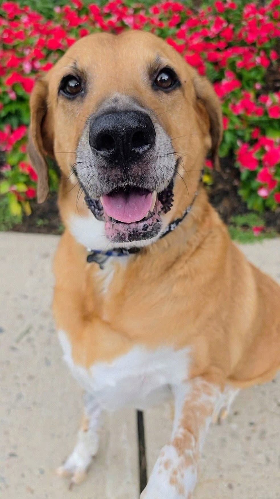 Gunner Dixon - Hound