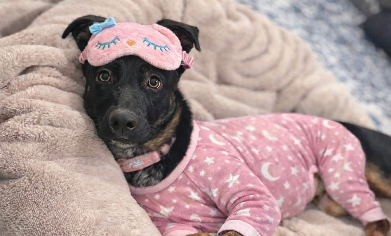 Ophelia Gch - Australian Cattle Dog/Blue Heeler
